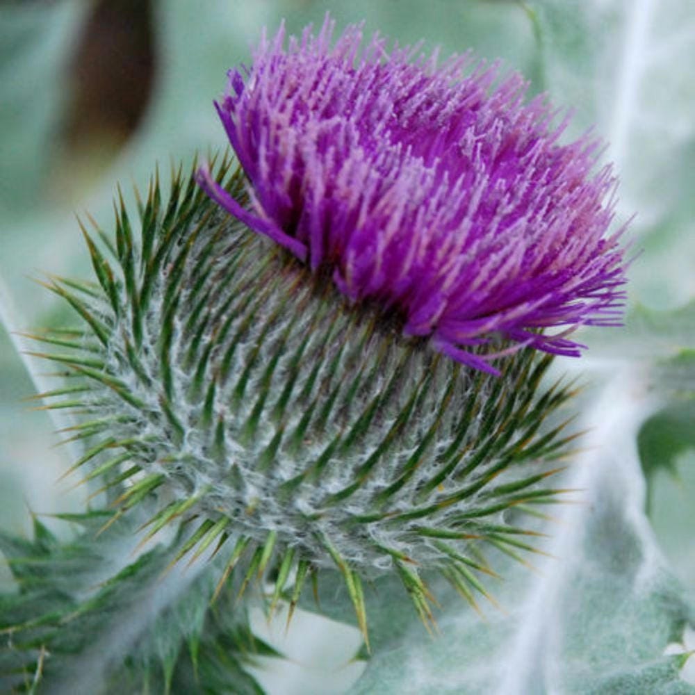 Scotch Thistle Seeds onopordon Acanthium Packet of 50 Seeds Etsy
