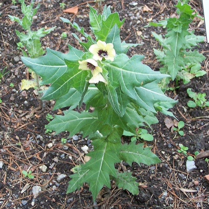 Henbane Seeds hyoscyamus Niger 20 Seeds in Frozen Seed - Etsy