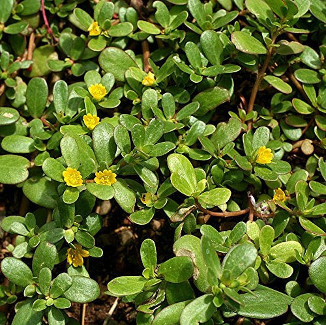 Portulaca Oleracea Seeds