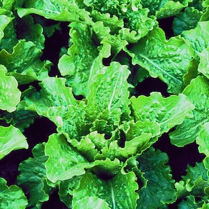 Crisp Mint Romaine Lettuce Seeds Lactuca sativa 30 Seeds in Frozen Seed Capsules™ for Seed Saving or Planting Now image 1