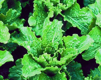 Crisp Mint Romaine Lettuce Seeds (Lactuca sativa) 30+ Seeds in Frozen Seed Capsules™ for Seed Saving or Planting Now