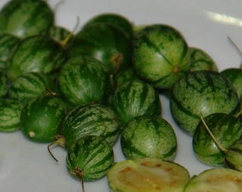 Tzimbalo Seeds (Solanum caripense) Packet of 50 Seeds - Palm Beach Seed Company