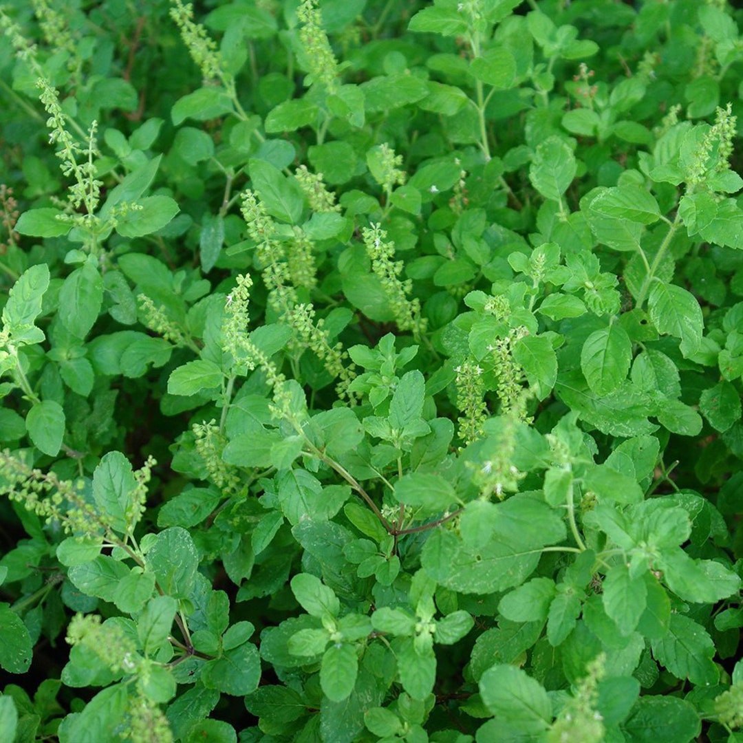 Tulsi: La Planta Sagrada Ocimum Sanctum y sus Propiedades Bio