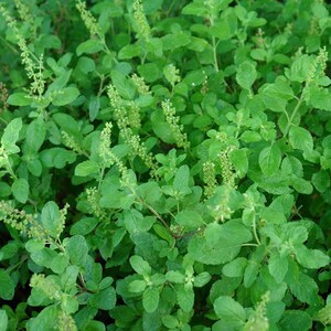 May include: A close-up view of a patch of green holy basil plants with small white flowers.