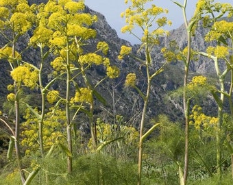 Giant Anise Fennel Seeds (Ferula communis) Packet of 10 Seeds - Palm Beach Seed Company