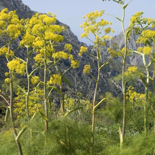 Giant Anise Fennel Seeds (Ferula communis) Packet of 10 Seeds - Palm Beach Seed Company