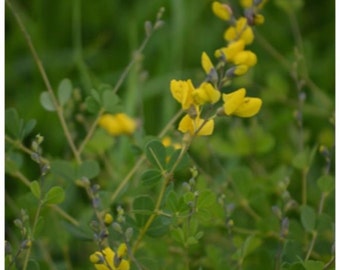 Wild Indigo Seeds (Baptisia tinctoria) Packet of 10 Seeds - Palm Beach Seed Company