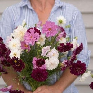May include: A bouquet of pink, white, and burgundy cosmos flowers. The flowers are arranged in a loose, natural style and are held by a person wearing a blue and white striped shirt.