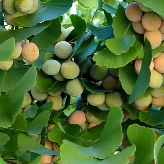 Ginkgo Seeds ginkgo Biloba Packet of 5 Seeds Palm Beach Etsy