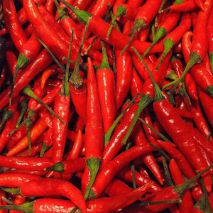 Pong Sri Thai Pepper Seeds (Capsicum frutescens) Packet of 10 Seeds - Palm Beach Seed Company [DISCONTINUED]