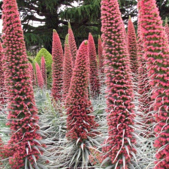 Tower of Jewels Seeds echium Wildpretii Packet of 10 Seeds | Etsy