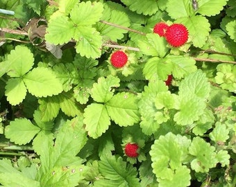 Woodland Wild Strawberry Seeds (Fragaria vesca) Packet of 100 Seeds - Palm Beach Seed Company