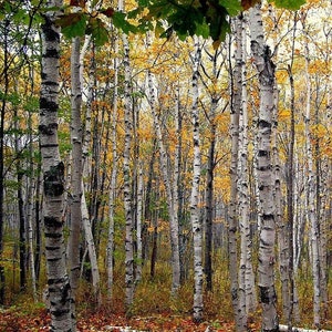 White Birch Tree Seeds (Betula papyrifera) Packet of 20 Seeds - Palm Beach Seed Company 