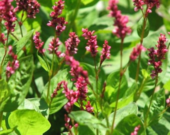 Japanese Indigo Seeds (Persicaria tinctoria) Packet of 50 Seeds - Palm Beach Seed Company