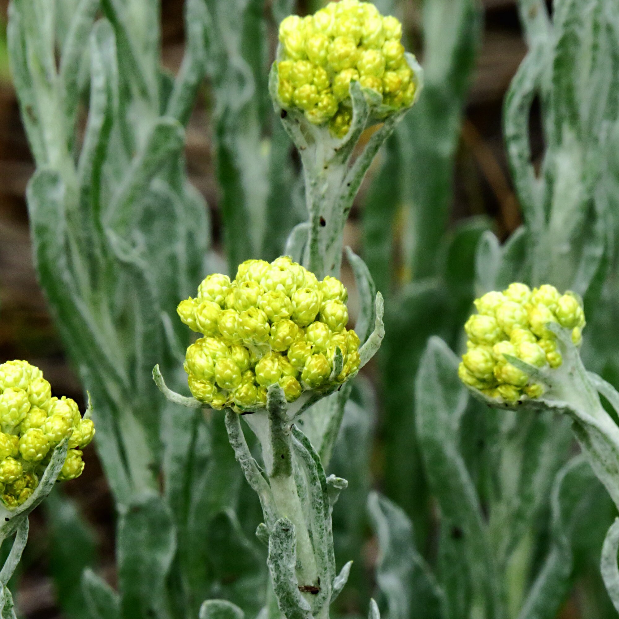 Everlasting Seeds helichrysum Arenarium Packet of 40 Seeds Etsy Canada