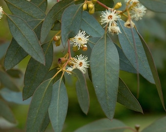 Peppermint Eucalyptus Seeds (Eucalyptus radiata) Paquete de 20 Semillas - Palm Beach Seed Company 