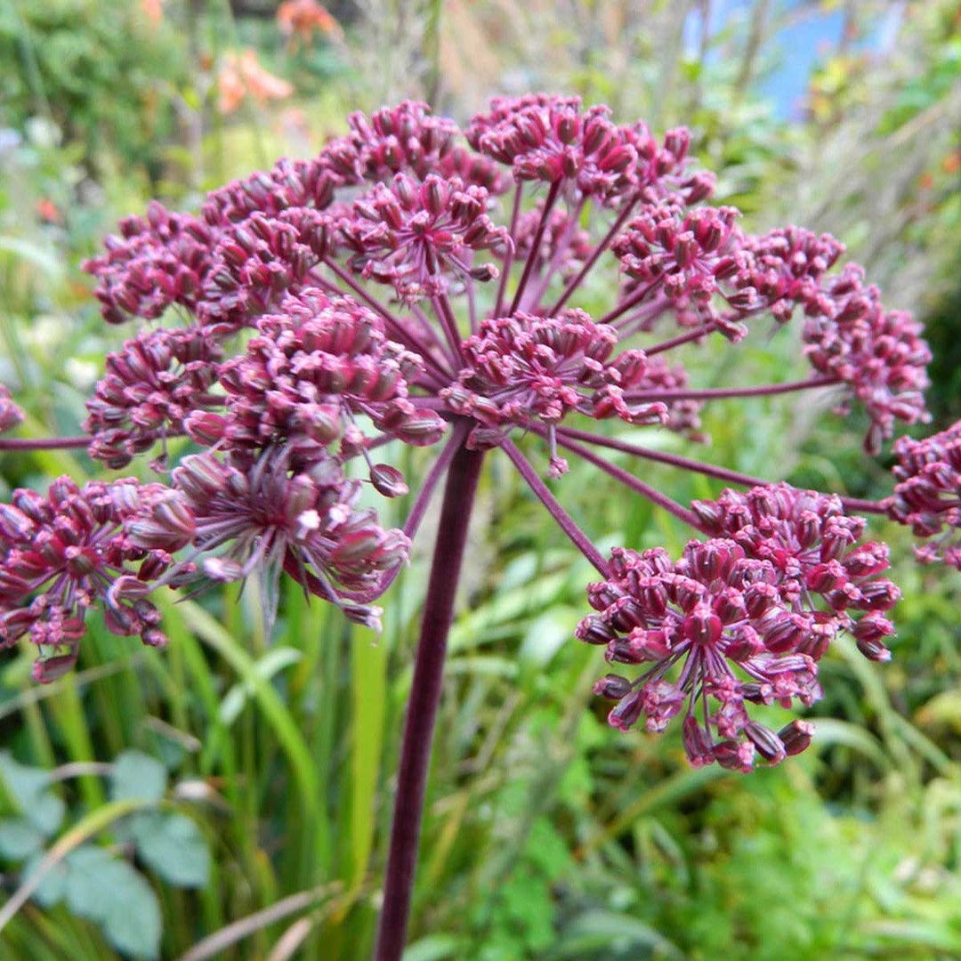 Giant Purple Angelica Seeds angelica Atropurpurea Packet of 10 Seeds