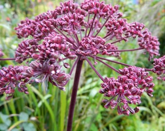 Giant Purple Angelica Seeds (Angelica atropurpurea) Packet of 10 Seeds - Palm Beach Seed Company