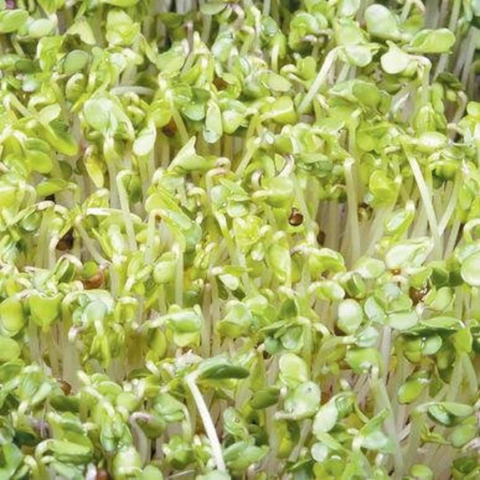 Broccoli Organic Sprout Seeds Brassica oleracea Packet of Etsy