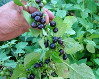 Garden Huckleberry Seeds (Solanum melanocerasum) Packet of 30 Seeds - Palm Beach Seed Company