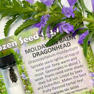 Moldavian Balm, Dragonhead Seeds Dracocephalum moldavica 50 Seeds in Frozen Seed Capsules™ for Seed Saving or Planting Now image 8