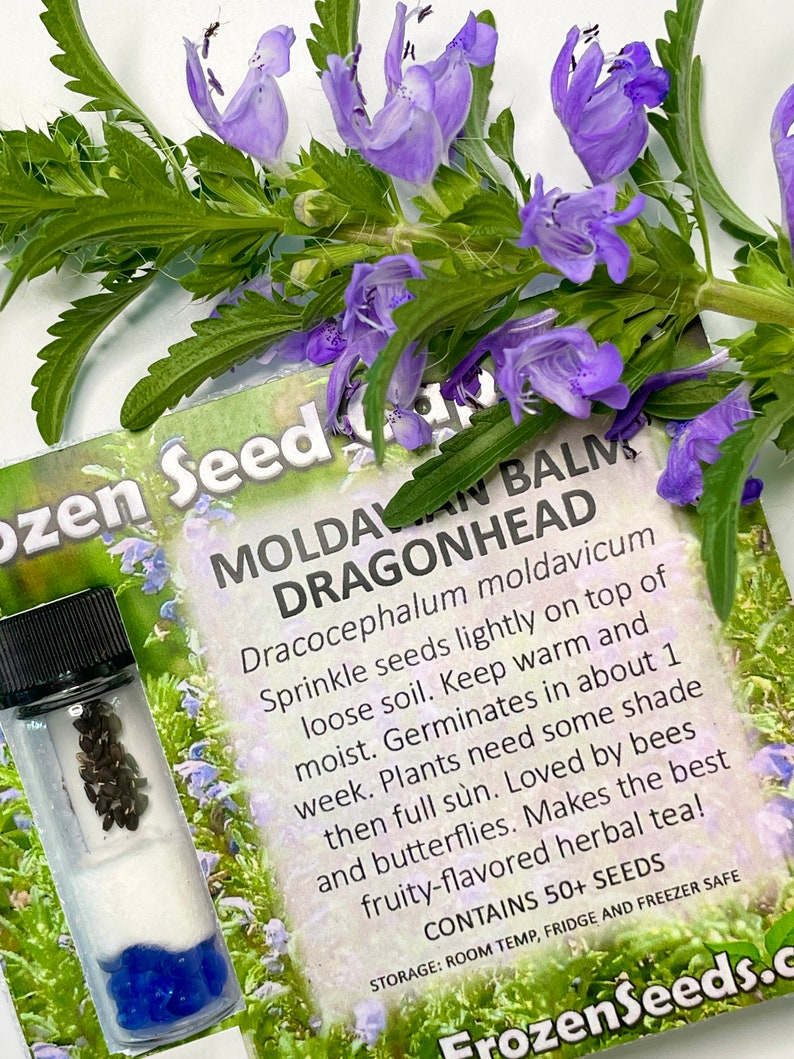 Moldavian Balm, Dragonhead Seeds Dracocephalum moldavica 50 Seeds in Frozen Seed Capsules™ for Seed Saving or Planting Now image 8