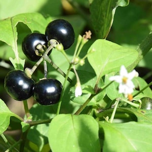 Wonderberry (Solanum burbankii) Packet of 20 Seeds - Palm Beach Seed Company 