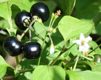 Könnte beinhalten: Nahaufnahme einer Pflanze mit dunkelvioletten Beeren und weißen Blüten. Die Beeren sind am Stiel zusammengedrängt, und die Blüten sind zart und weiß.