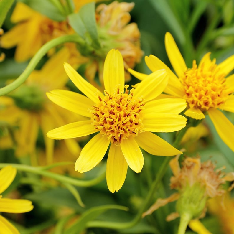 Seeds in Frozen Seed Capsules\u2122 for Seed Saving or Planting Now 20 Arnica montana European Arnica Seeds