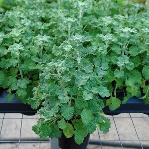 White Horehound Seeds Marrubium vulgare 100 Seeds in Frozen Seed Capsules™ for Seed Saving or Planting Now image 9