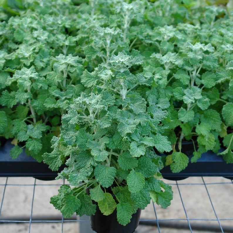 White Horehound Seeds Marrubium vulgare 100 Seeds in Frozen Seed Capsules™ for Seed Saving or Planting Now image 9