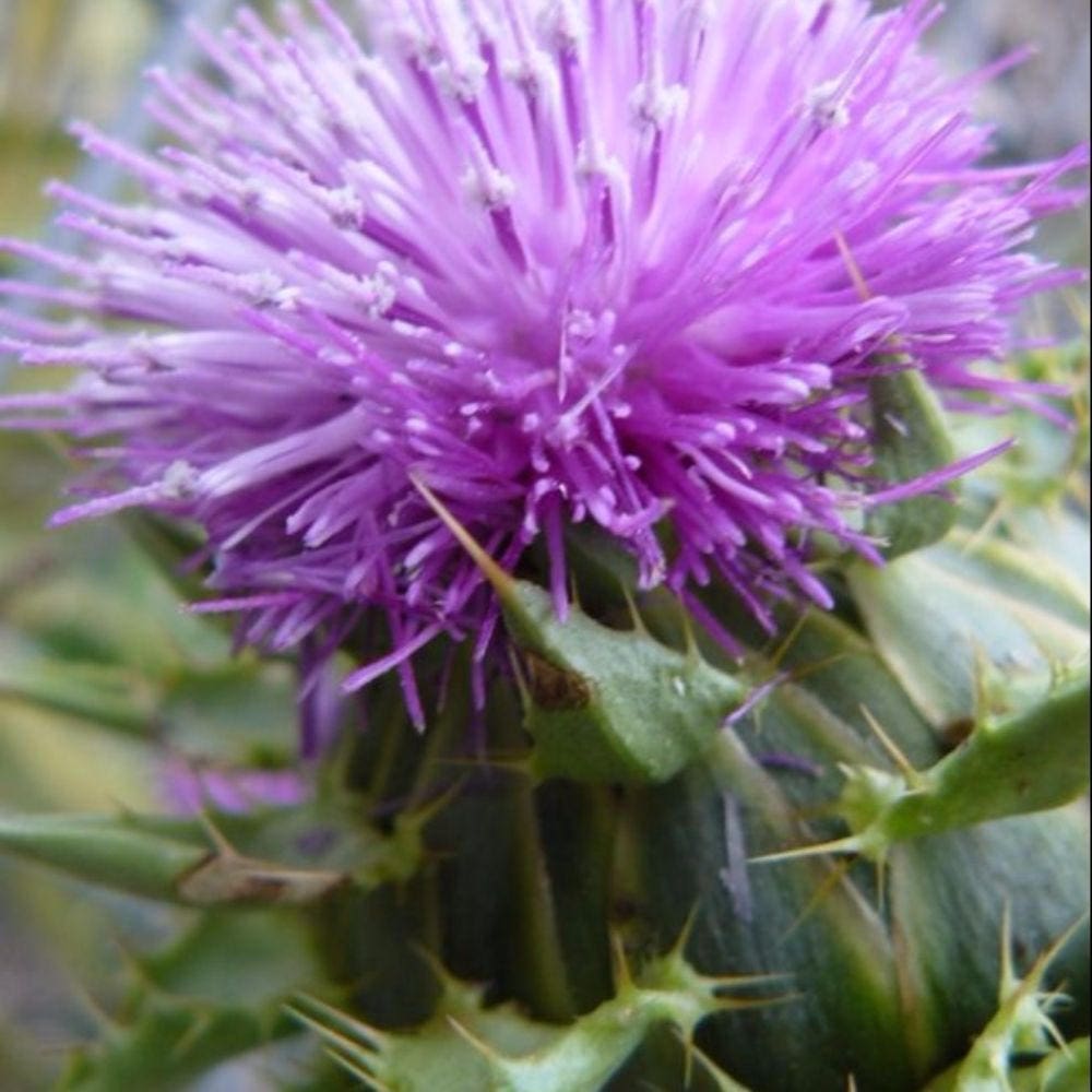 Scotch Thistle Seeds onopordon Acanthium Packet of 50 Seeds Etsy