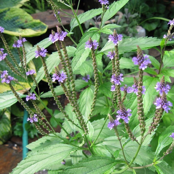 Vervain Seeds Verbena officinalis 40 Chinese Medicinal Herb