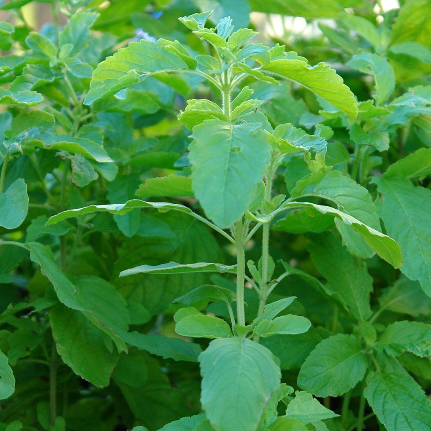 2400 Semi Di Basilico Santo Thai (Kaprao, Tulasi), Biologici - Per Coltivazione In Giardino O Vaso!