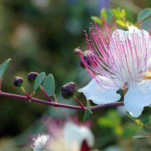 Caper Bush Seeds Capparis spinosa inermis 15 Seeds in Frozen Seed Capsules™ for Seed Saving or Planting Now image 1