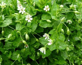 Chickweed Seeds (Stellaria media) Packet of 100 Seeds - Palm Beach Seed Company