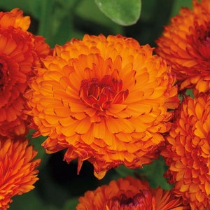 Calendula Seeds (Calendula officinalis) Packet of 20 Seeds - Palm Beach Seed Company