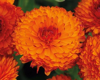 Calendula Seeds (Calendula officinalis) Packet of 20 Seeds - Palm Beach Seed Company