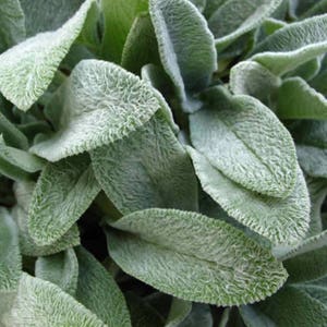 Woolly Lamb&#39;s Ear Seeds (Stachys byzantina) 40+ Seeds in Frozen Seed Capsules™ for Seed Saving or Planting Now