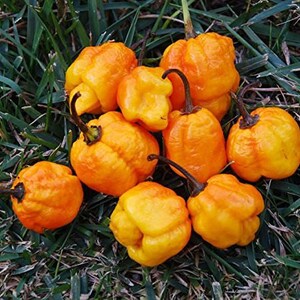 May include: A group of nine bright orange and yellow habanero peppers, with a few green stems, are scattered on a bed of green grass.