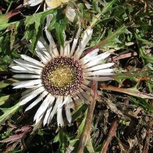 May include: A white flower with a brown center and white petals. The flower is surrounded by green leaves.