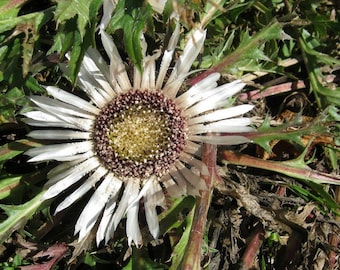 Silver Thistle Seeds (Carlina acaulis) 30+ Seeds in Frozen Seed Capsules™ for Seed Saving or Planting Now 