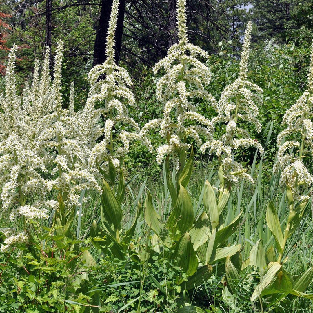 Corn Lily Seeds veratrum Californicum Packet of 10 Seeds Palm Beach