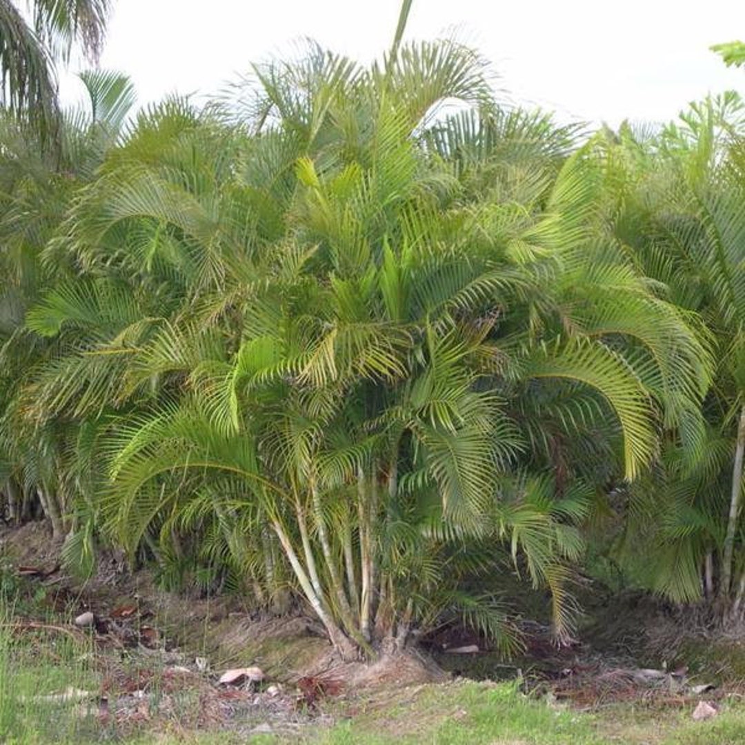 Areca Palm Seeds dypsis Lutescens Packet of 10 Seeds Palm Beach Seed Company Etsy