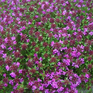 May include: A close-up view of a patch of pink and purple flowers with green leaves. The flowers are in bloom and are densely packed together.