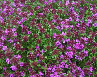 Wild Thyme Seeds (Thymus praecox) Packet of 20 Seeds - Palm Beach Seed Company