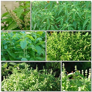 May include: A collage of six images showing different stages of growth of holy basil plants. The plants have green leaves and some have white flowers.
