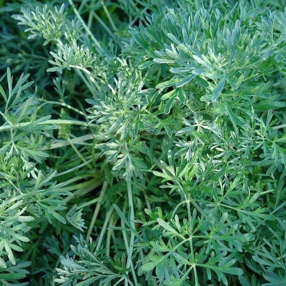 mixed perennial flower seeds Bulk All Perennial Wildflower Seed Mix 5 Pounds main image 0