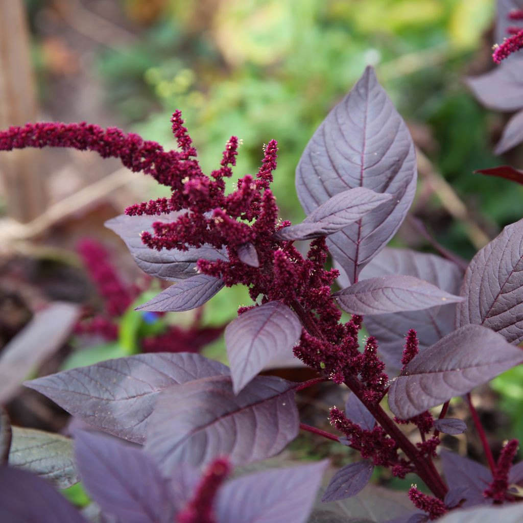 Hopi Red Dye Amaranth Seeds Amaranthus Cruentus X A Etsy