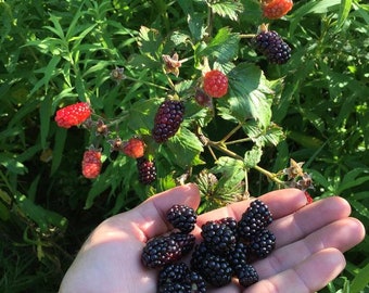 Könnte beinhalten: Nahaufnahme einer Hand, die eine Handvoll reifer Brombeeren hält. Die Beeren haben eine tiefe, satte schwarze Farbe. Im Hintergrund zeigt ein Brombeerstrauch sowohl rote als auch schwarze Beeren und grüne Blätter.
